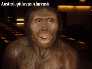 Australopithecus_afarensis